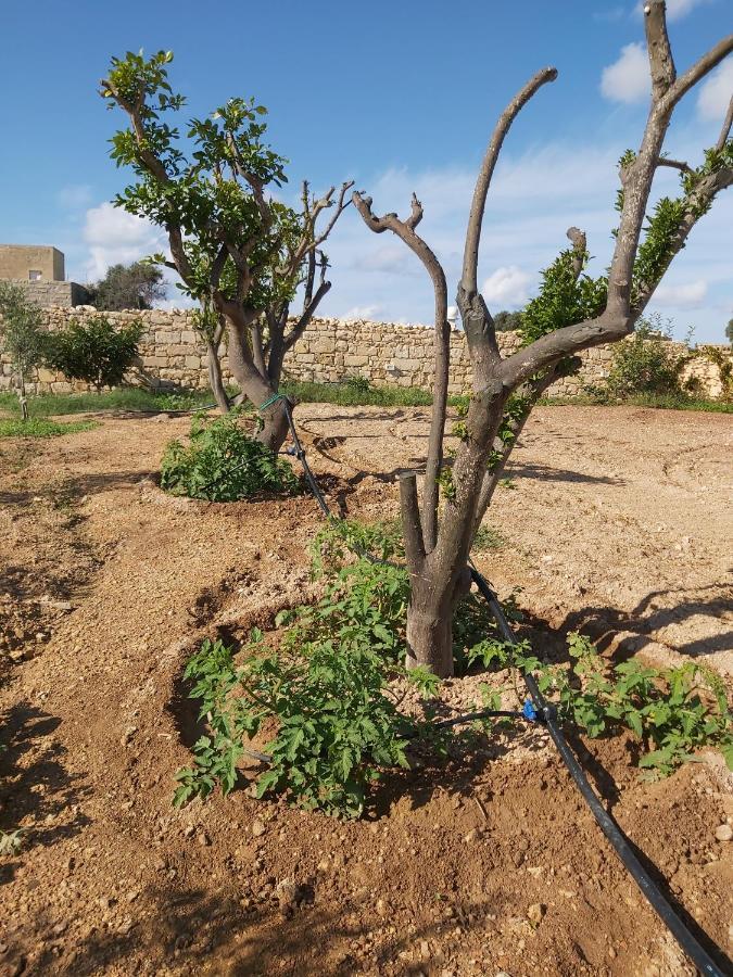 Four Winds Farmhouse Villa Birżebbuġa Dış mekan fotoğraf